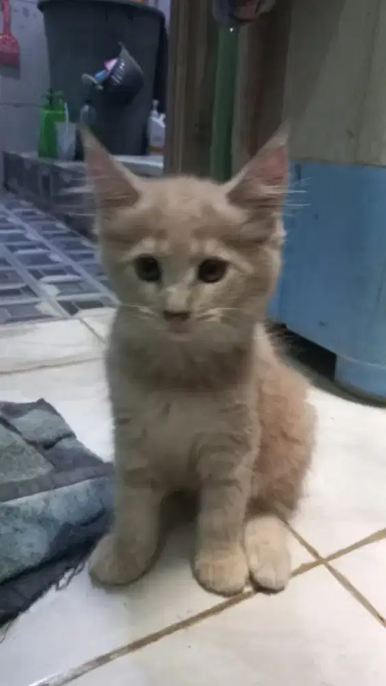 Mainecoon pure betina 3 bulan non ped