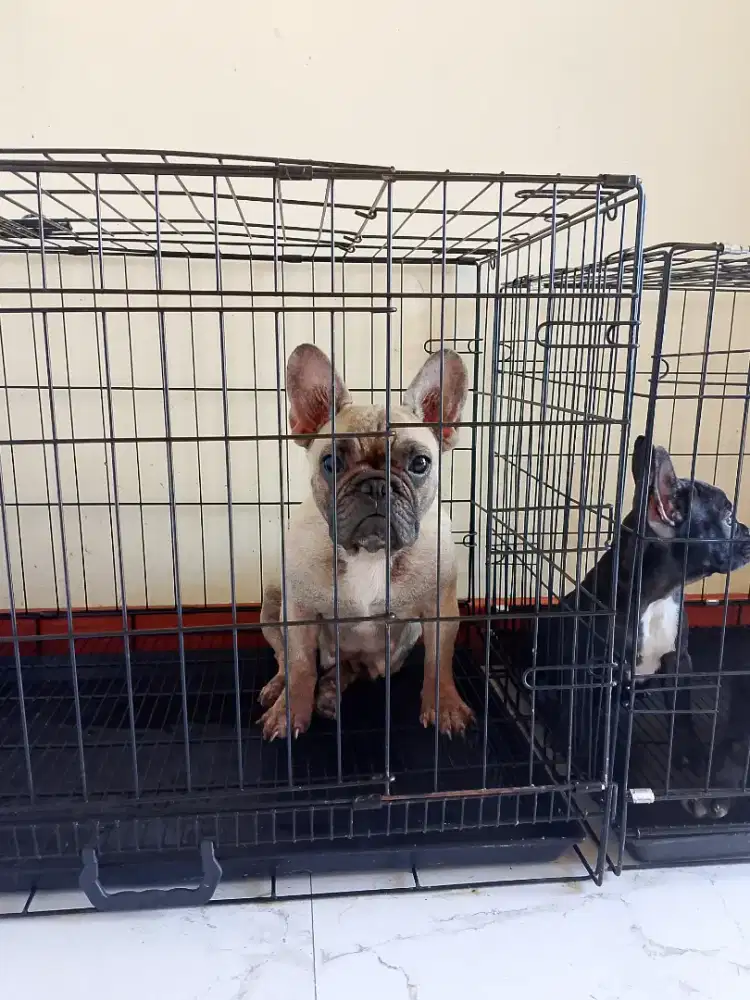 French bulldog/ frenchie BETINA