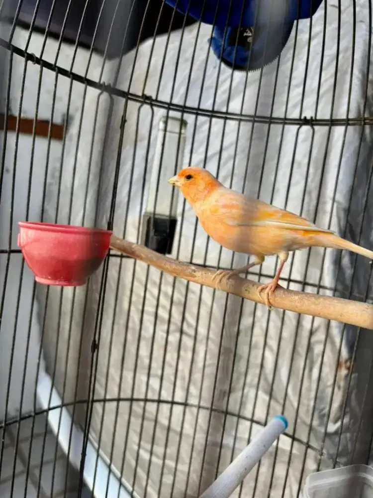 Kenari betina mapan