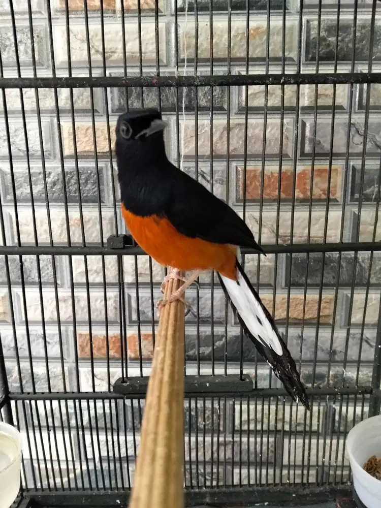 Burung murai batu non gembung