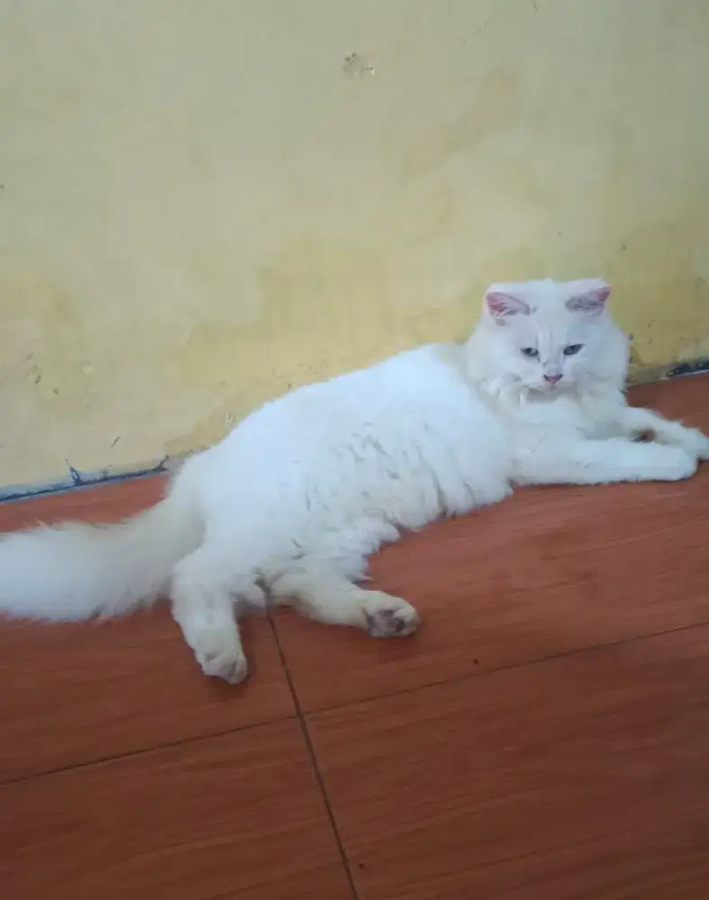 Kucing Persia Putih