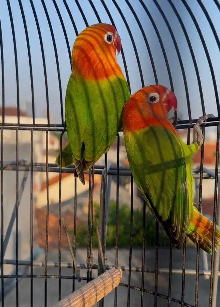 Baby lovebird biola green