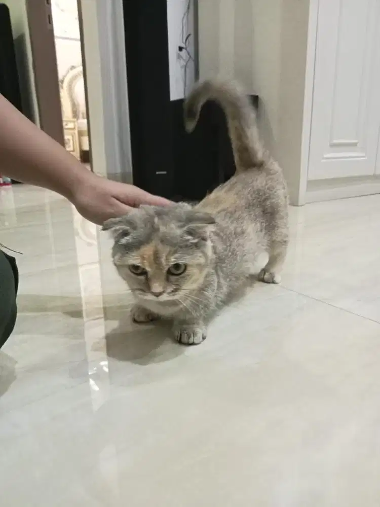 Kucing munchkkn gaelic fold betina 6 bulan