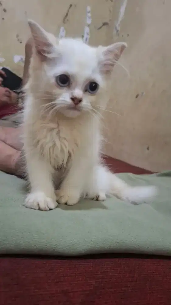 Kucing Persia Putih