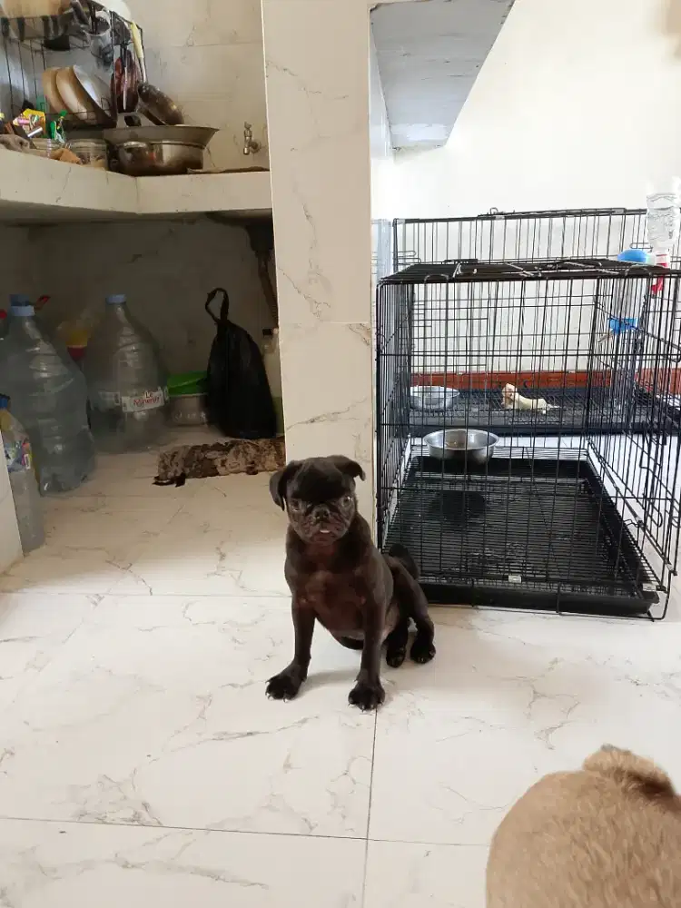 BLACK PUG jantan non stb