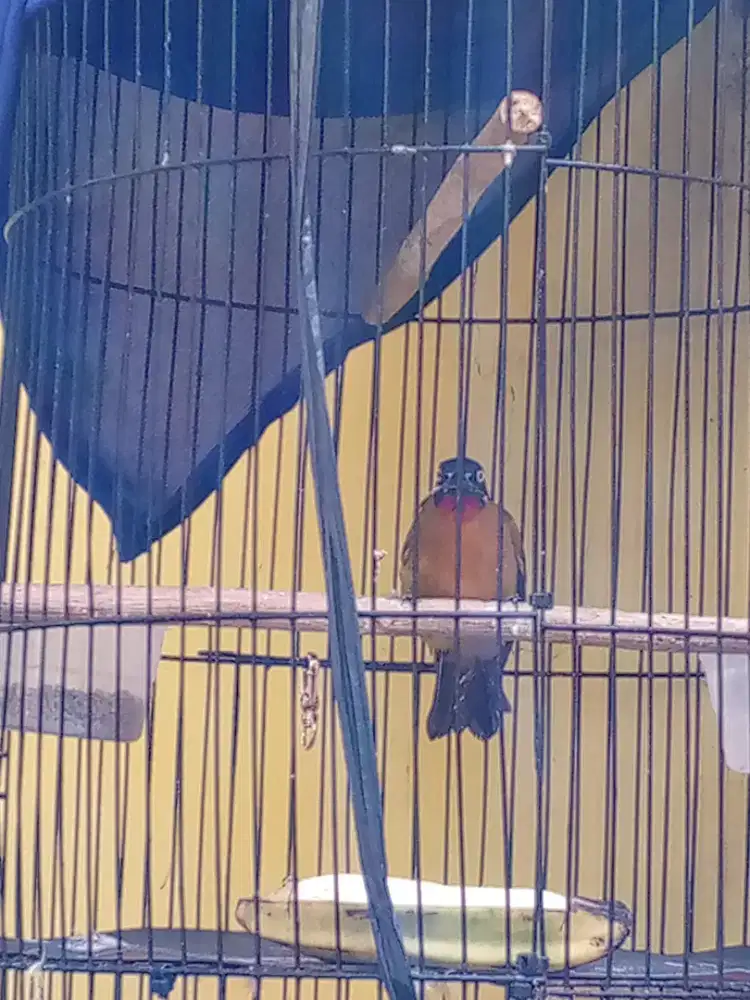 burung kutilang emas dan kk besi