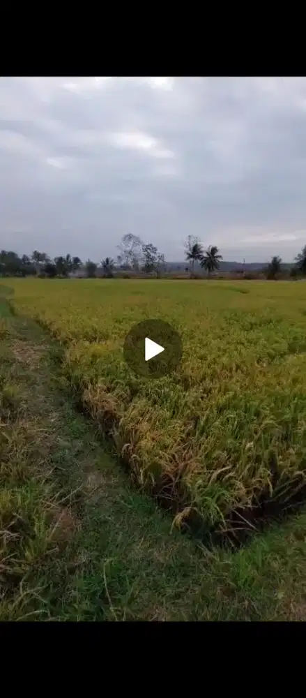DIJUAL CEPAT SAWAH PRODUKTIF SHM – BULAKTANGKIL, TONJONG, BREBES