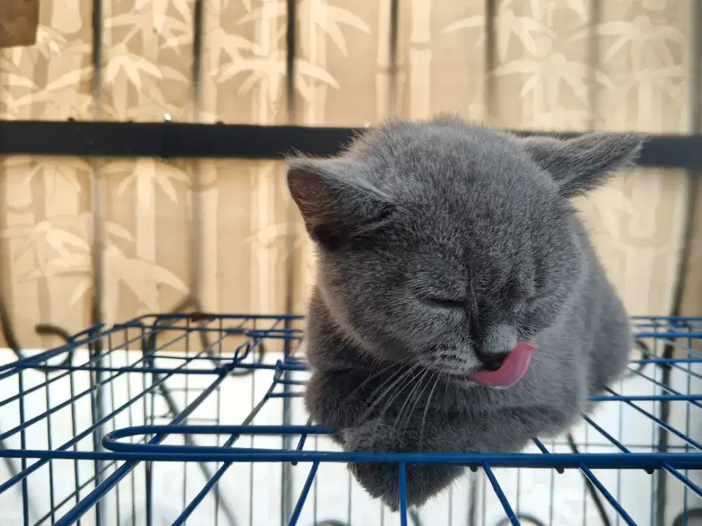 Kucing kitten bsh