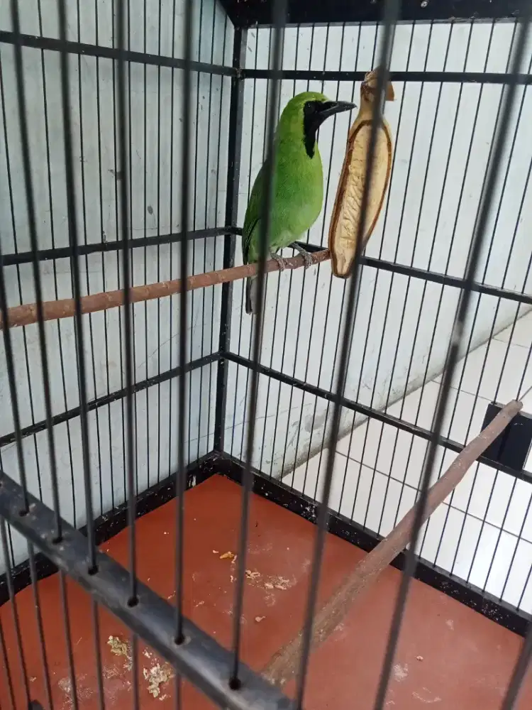 Jual aja udah gak kerawat nih burung