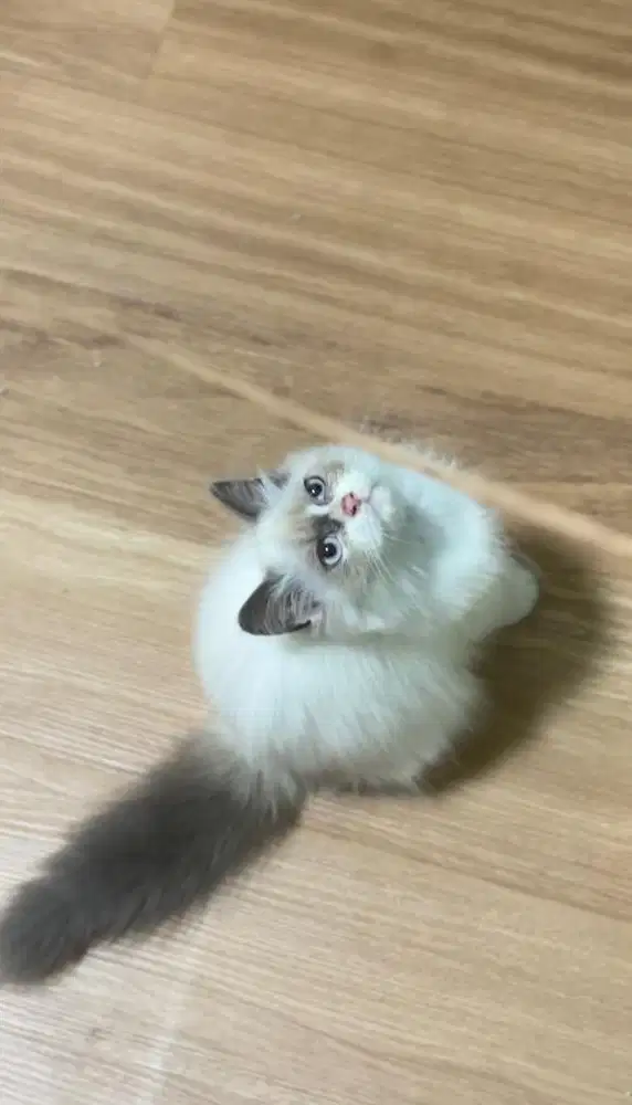 Ragdoll kitten betina