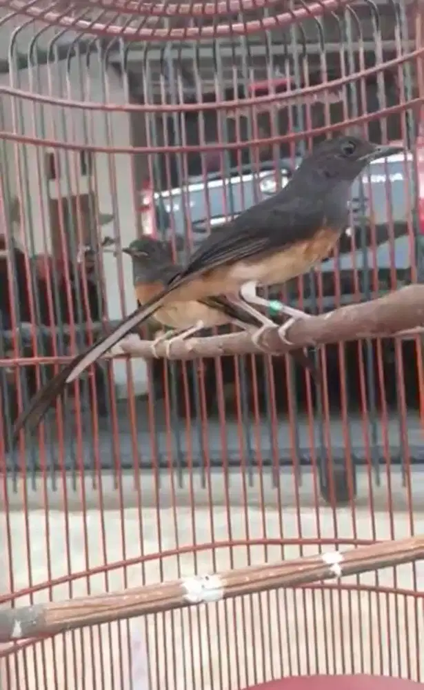 murai batu betina siapan ori Bahorok pe 14cm