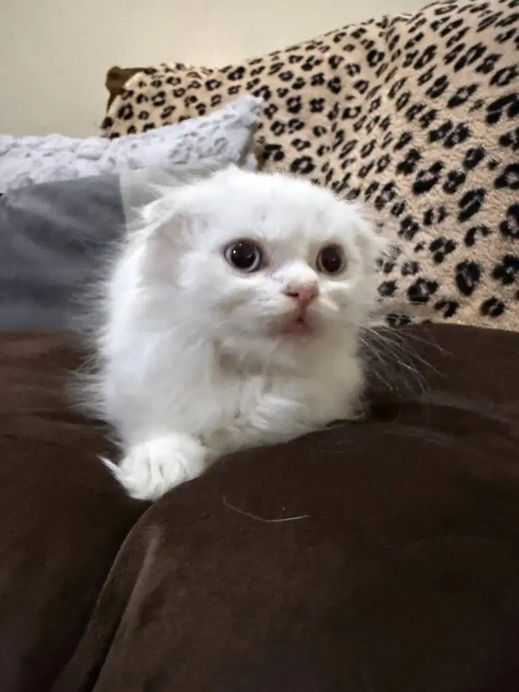 Scottish Fold Medium Hair Kitten