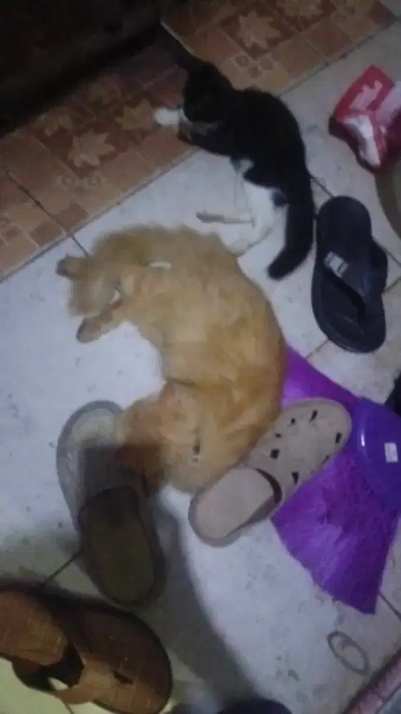 Kucing persia betina