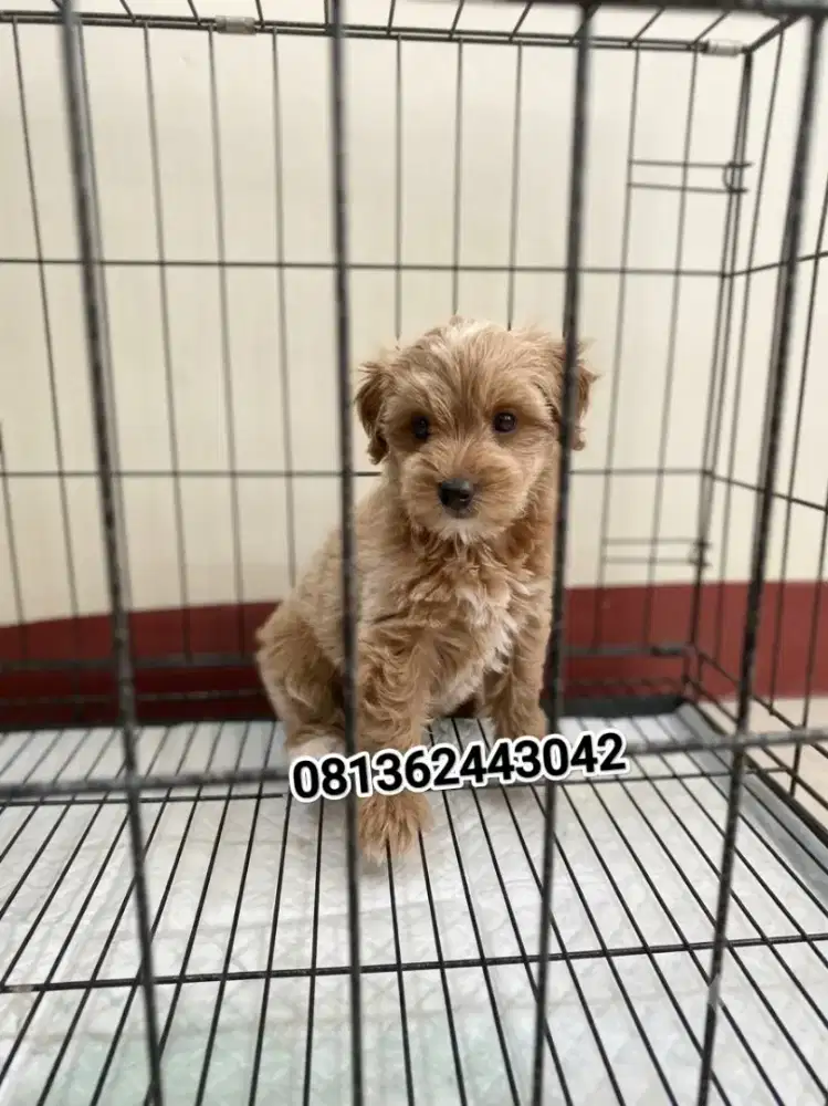 toy poodle betina