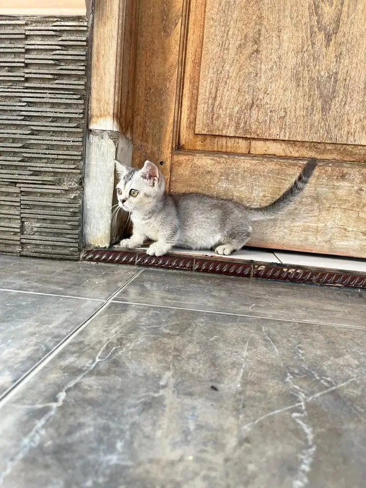 Kucing munchkin british shorthair bsh kitten short hair