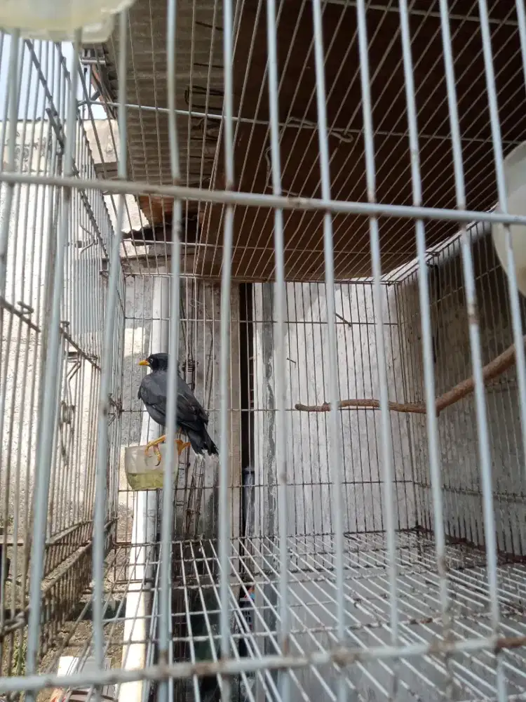 Di jual burung jalak kebo