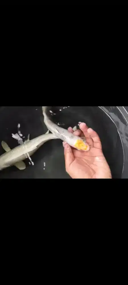 Ikan koi jenis tanco hariwake