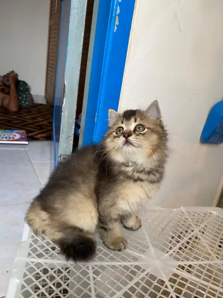 Kucing Flatnose x Bsh