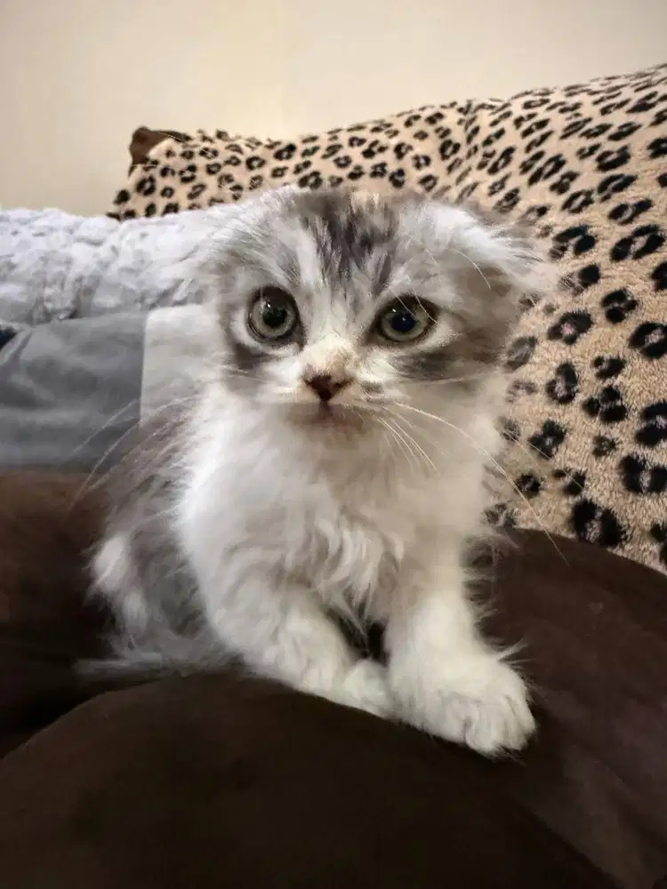 Scottish Fold Medium Hair – Calico Female
