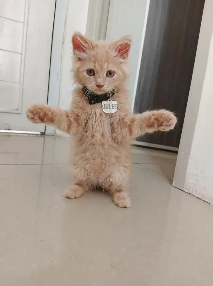 Adop kucing umur 3 bulan