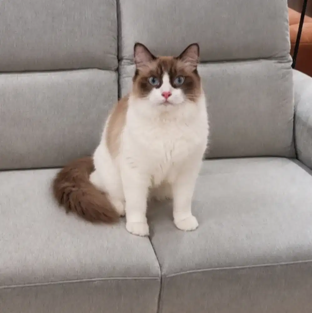 Ragdoll Non ped . betina 9 bulan