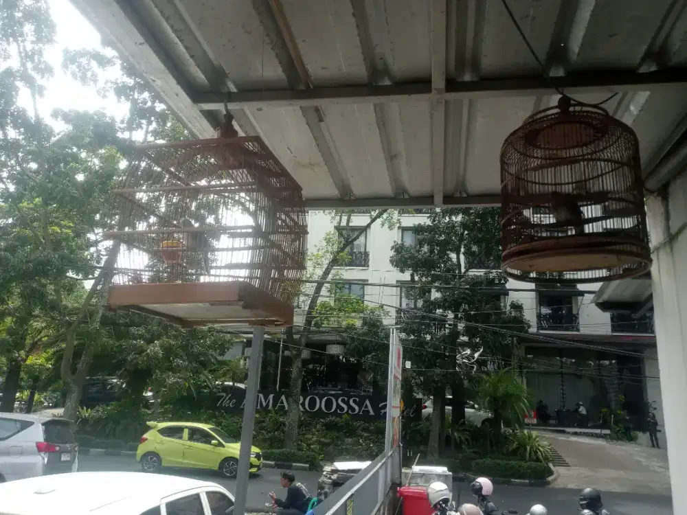Burung perkutut Bangkok gacor