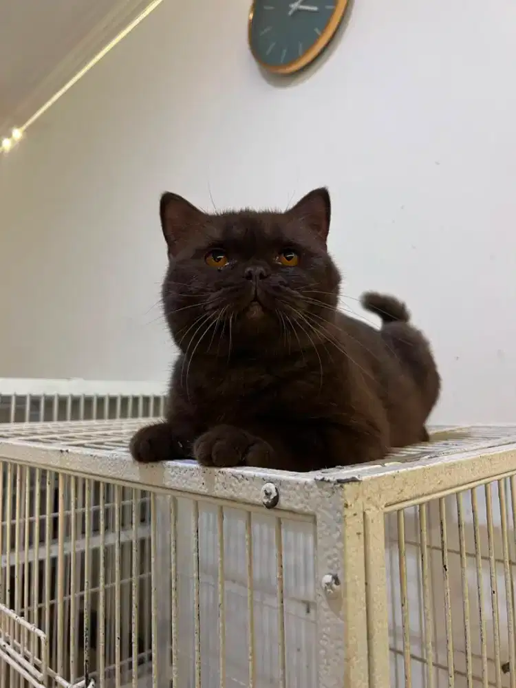 British shorthair choco