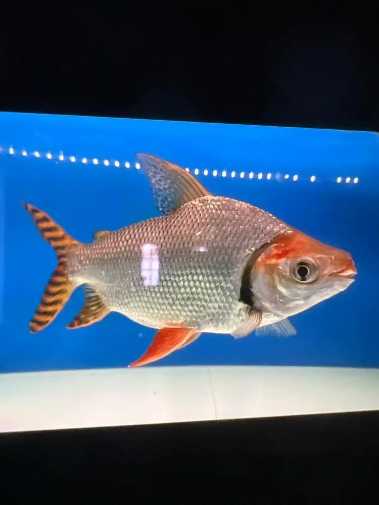 Jual ikan Red Feifeng/American flagtail