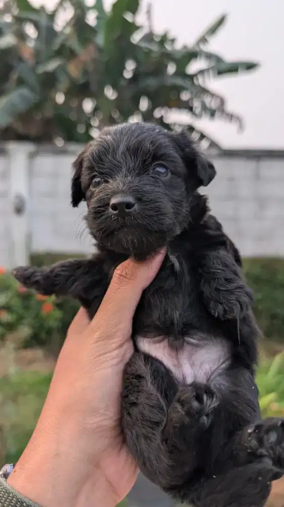 Puddle x pomerinan