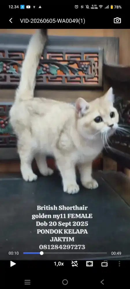 BRITISH SHORT HAIR DAN BRITISH LONGHAIR
