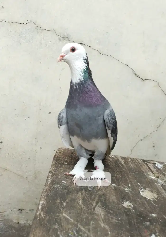 Burung dara merpati blantong sepasang