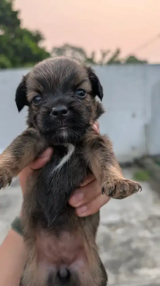 Puddle x pomerinan