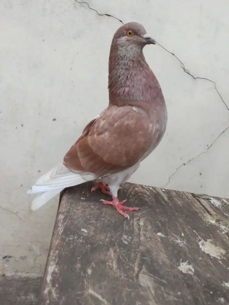 Burung dara merpati kolongan kencang