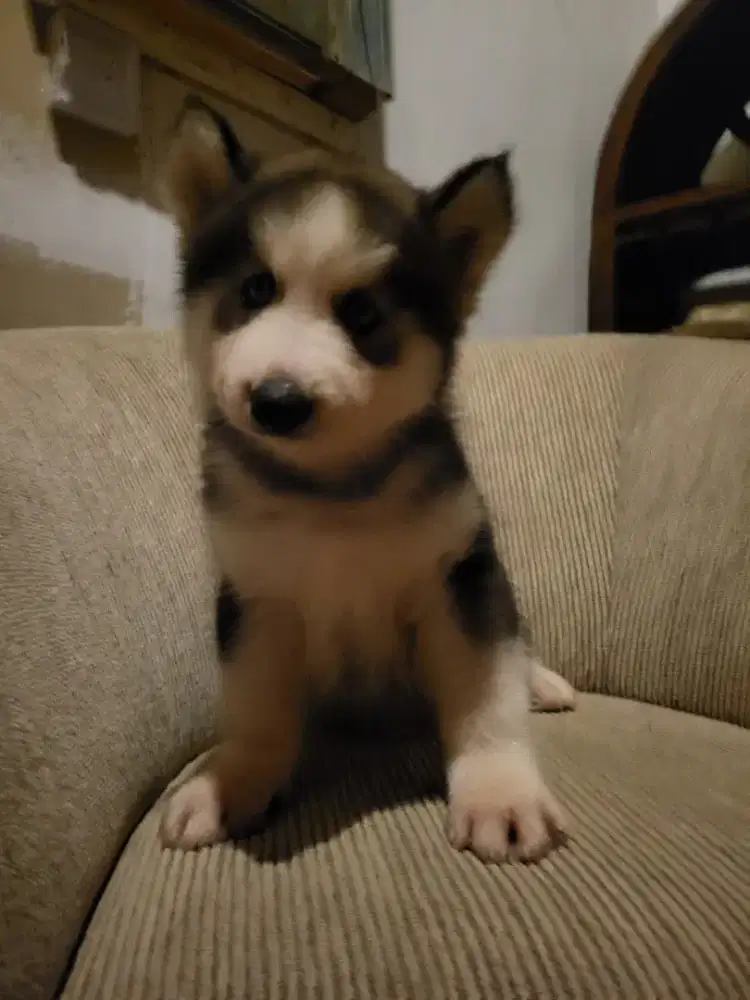 Puppies siberian husky high quality, betina mata biru