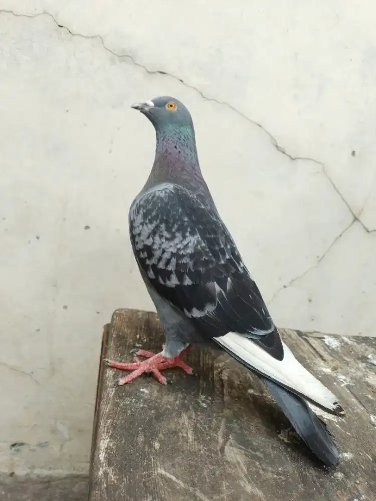 Burung dara tinggian merpati kolongan cc kencang