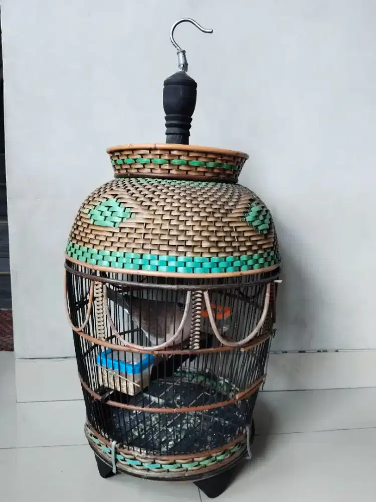 Jual kukur jinak buyi rajin kandang bagus tingal gantung aje mantap