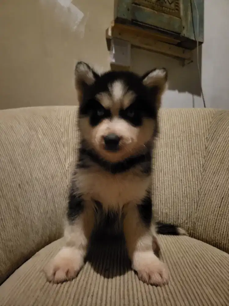 Puppies siberian husky high quality, betina dan mata biru