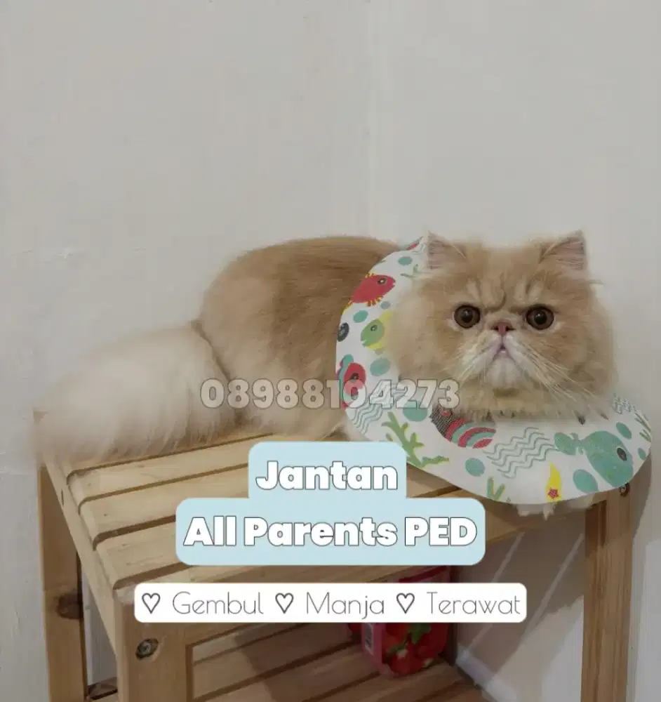 KUCING PERSIA JUNIOR PEAKNOSE JANTAN CREAM & WHITE