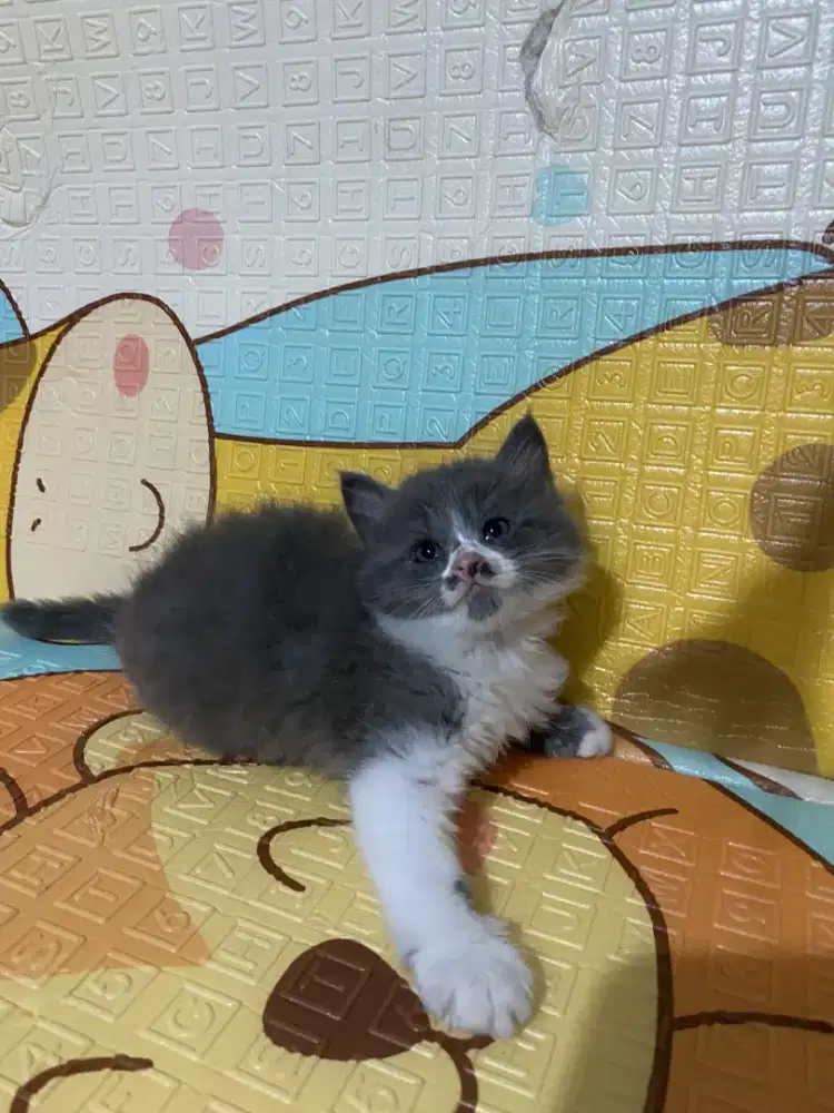 Kitten flatnose bulu kapas Longhair