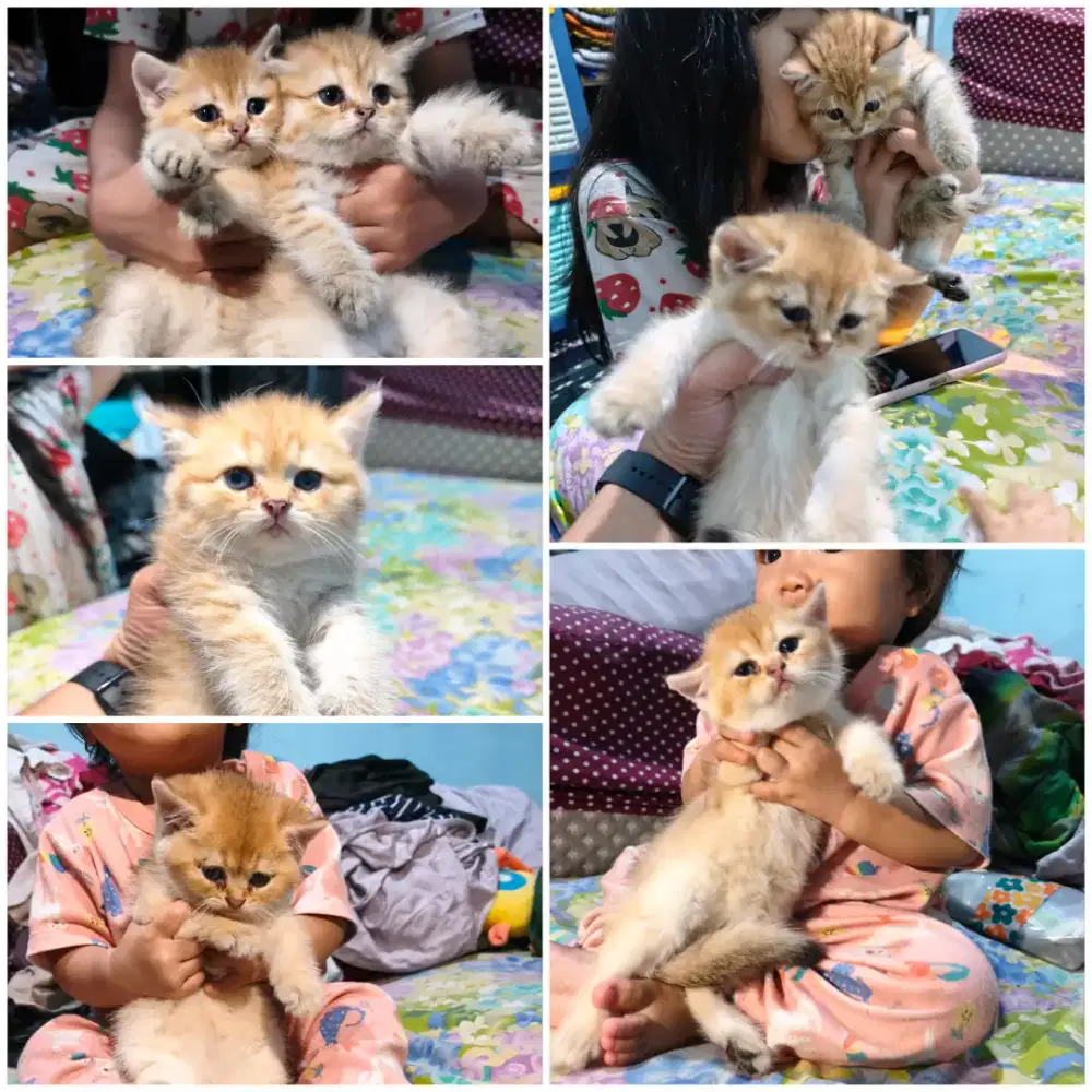 Kucing Bsh Golden jantan 2,5bln