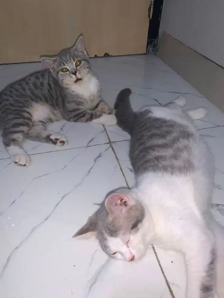 Kucing Bsh betina & jantan umur 4bln