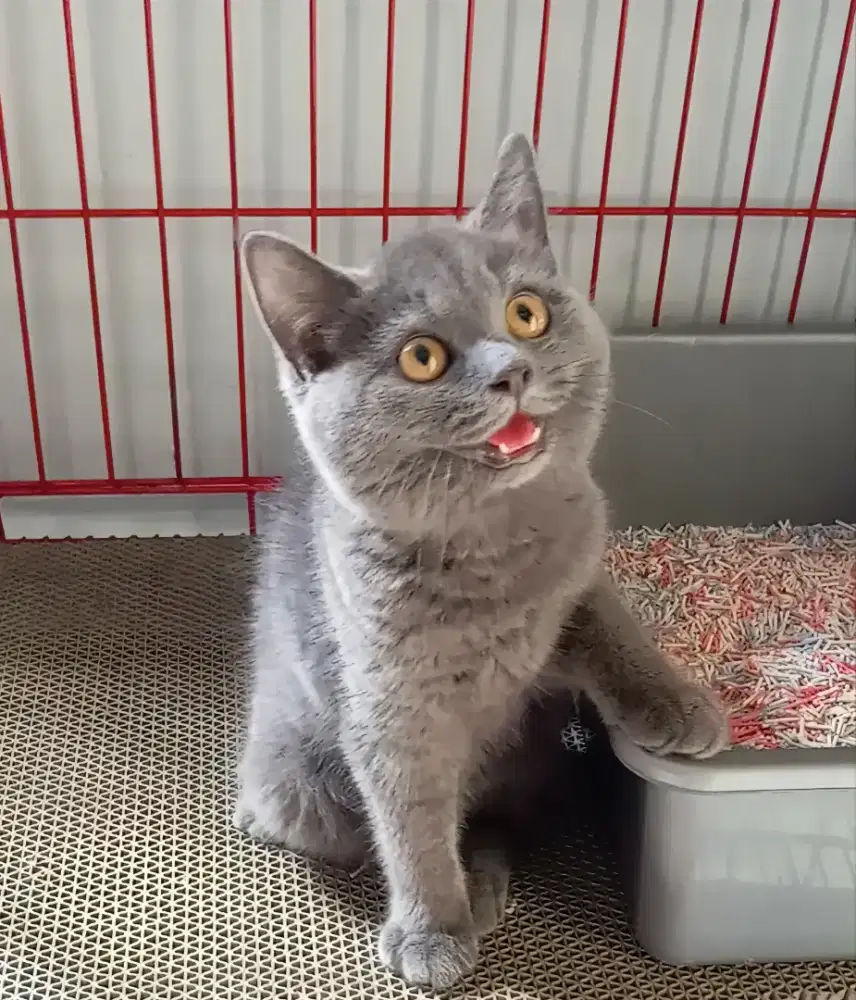 BRITISH SHORTHAIR / BSH BLUE