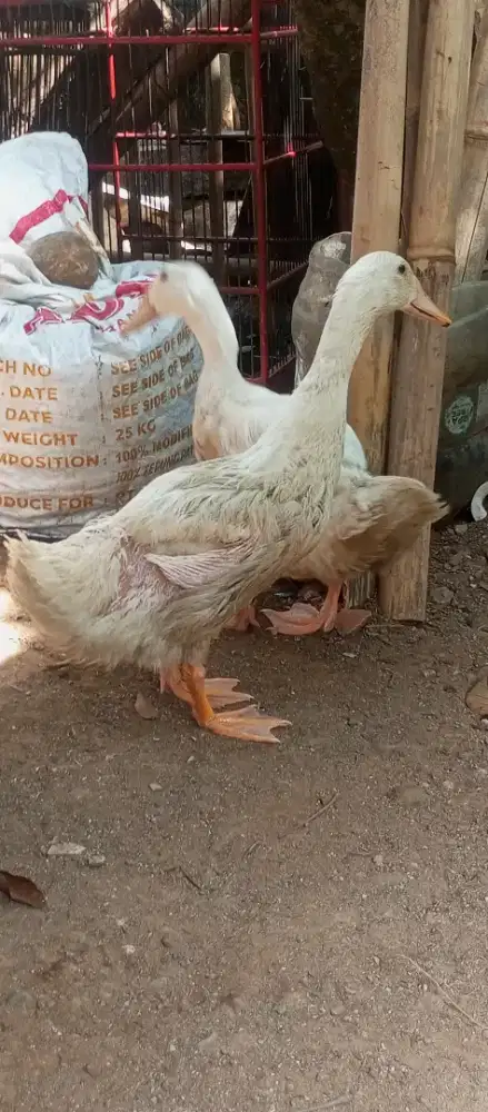 JUAL BEBEK PEKING