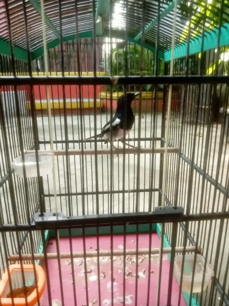 Kacer ternakan Daput