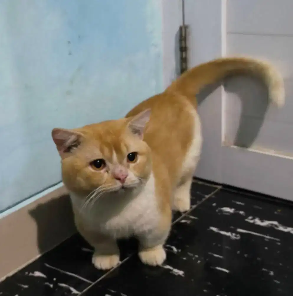 Kucing Bsh Munckin jantan 12bln