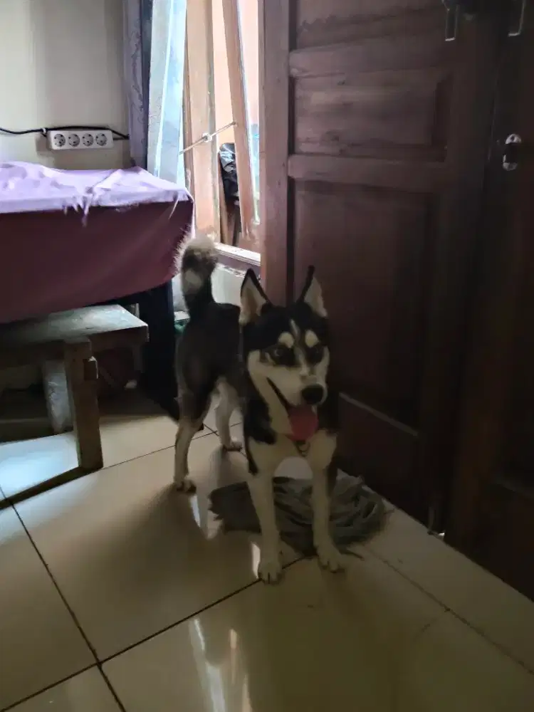Anjing Siberian Husky