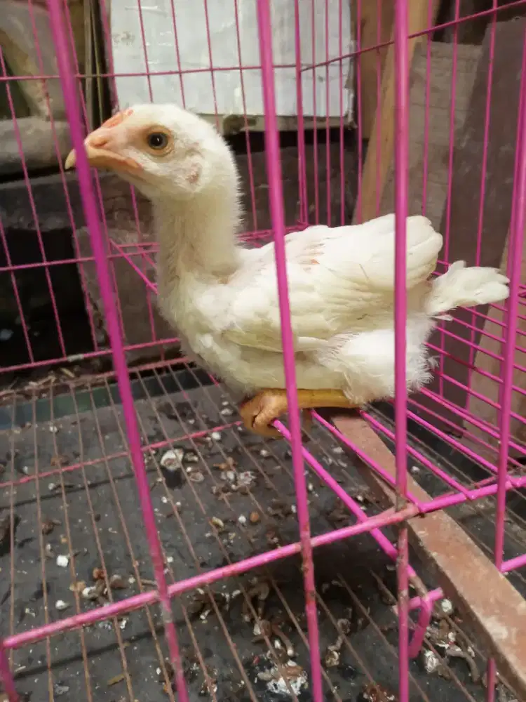 Ayam Pakhoy Brakot