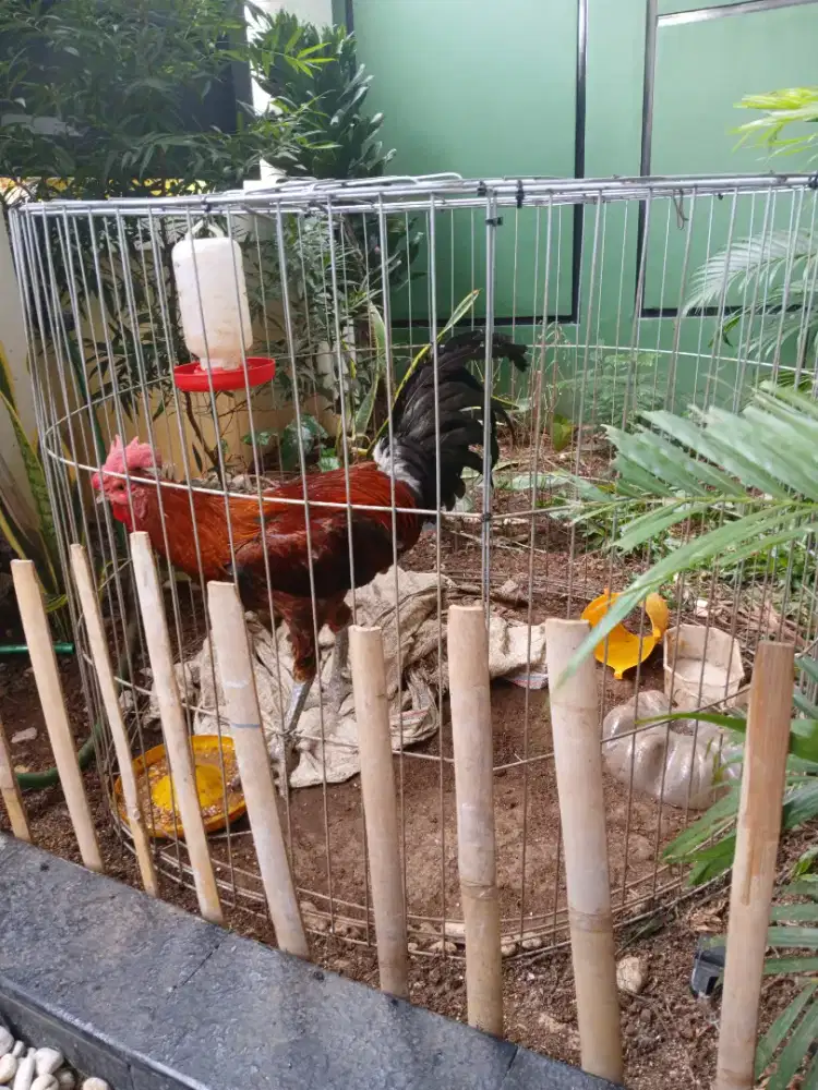 Ayam pelung dewasa JUMBO