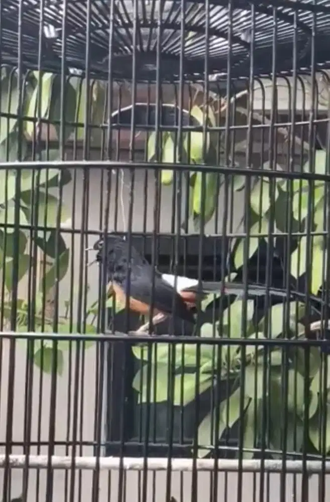 murai batu Hutan Ori Bahorok usia 10 tahun
