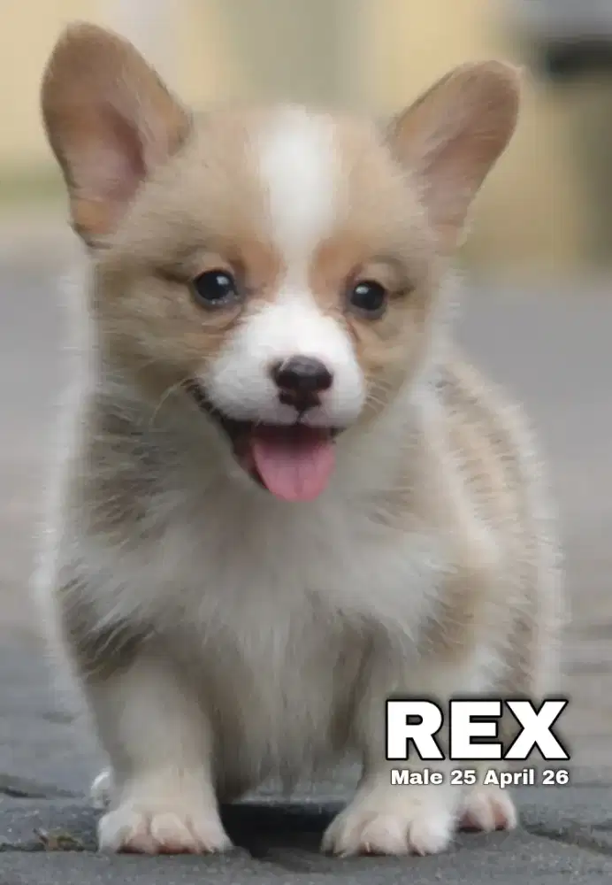 Corgi shorthair sable jantan •REX•